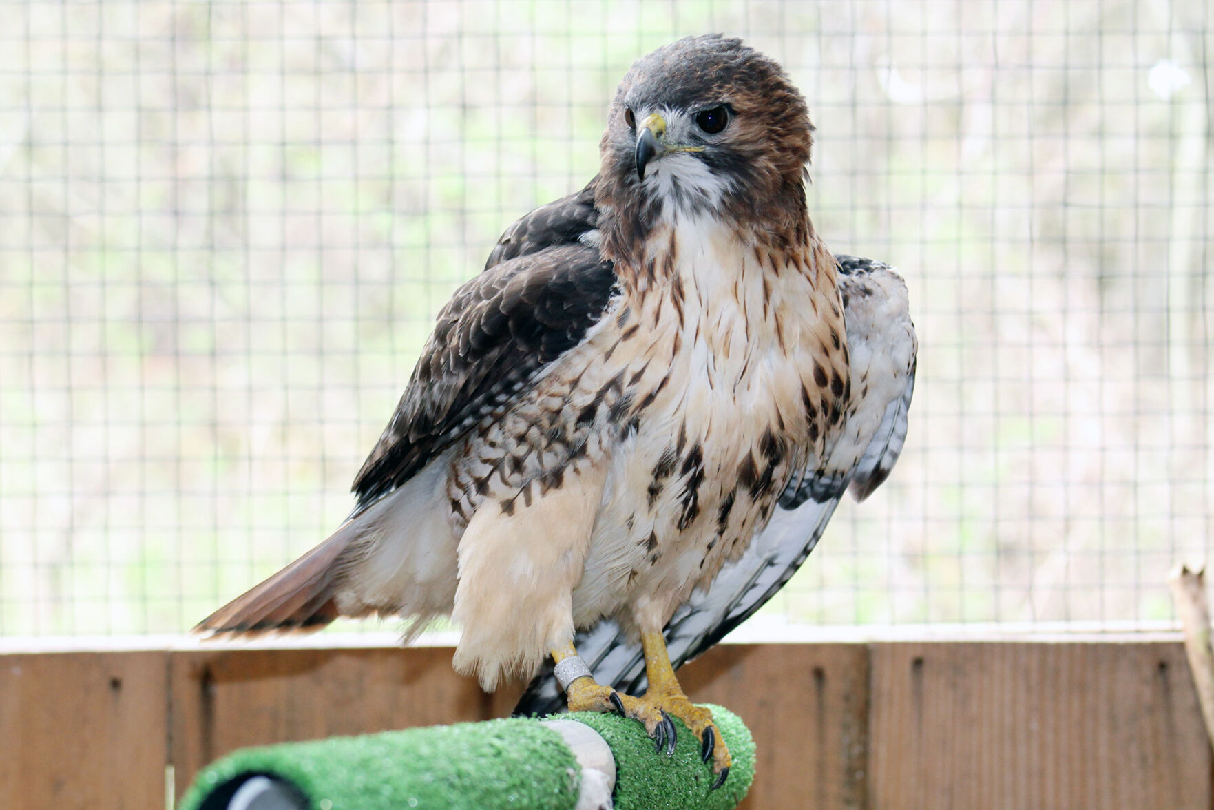 WNYRaptor-owl.jpg